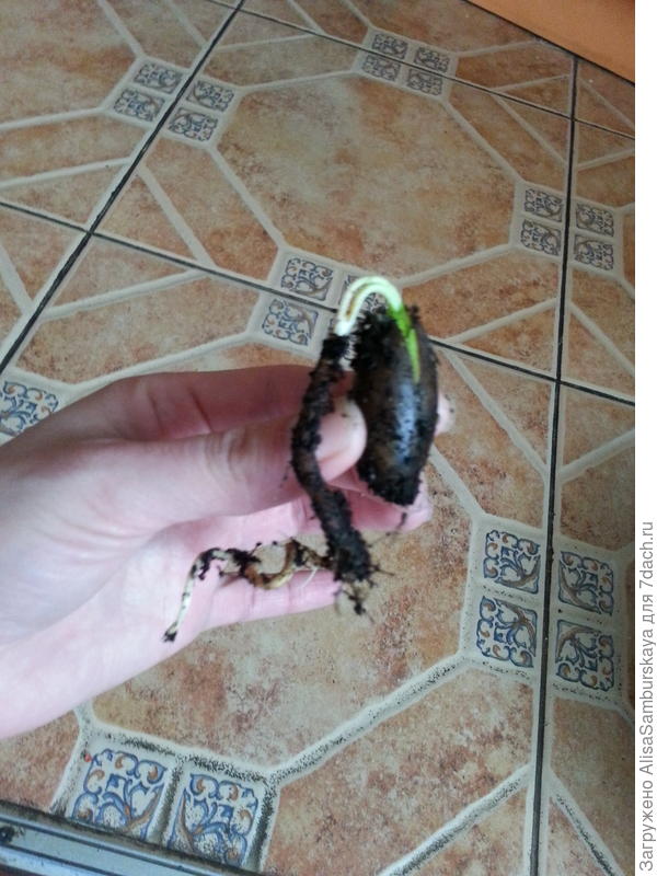 Вот это корешок)))