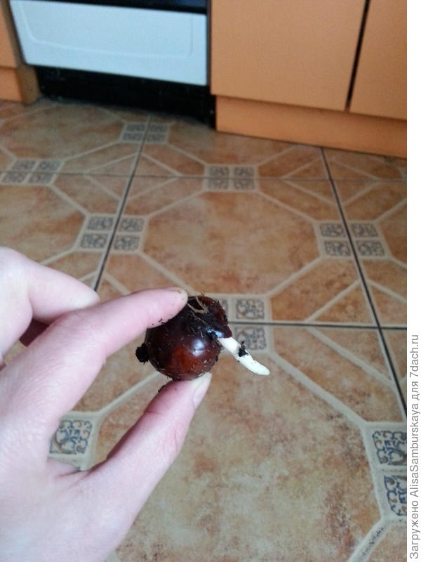 проросшие каштанчики