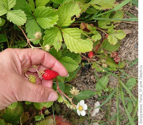 29 сентября. На кусте не только ягоды, но и цветы.