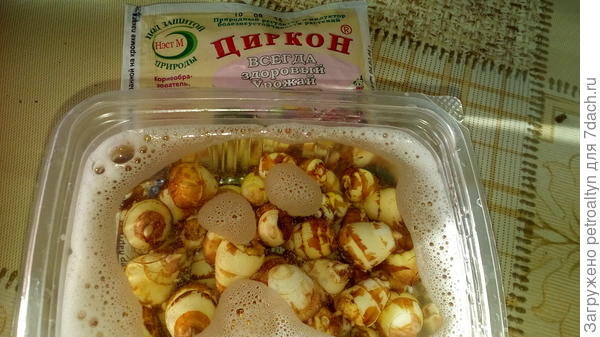 в растворе циркона