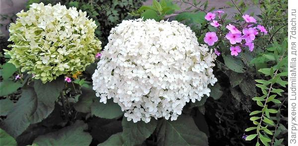 С флоксами
