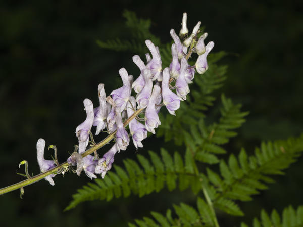Аконит белоустый (aconitum lycoctonum)