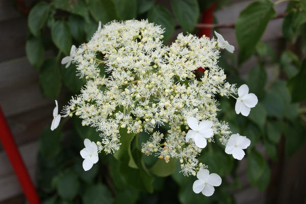 Гортензия черешковая (Hydrangea petiolaris)