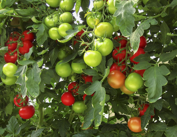 Август - пора массового созревания томатов