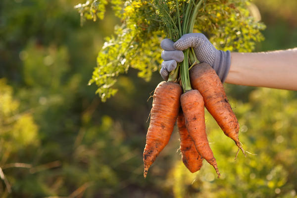 Хороший урожай моркови - бальзам на сердце огородника