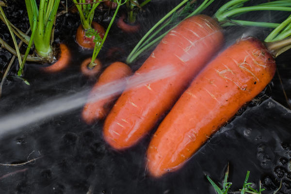 Не стоит мыть морковь, если вы не уверены, что сможете её качественно высушить