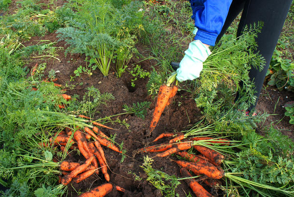 При оптимальной влажности почвы морковь легко извлекается