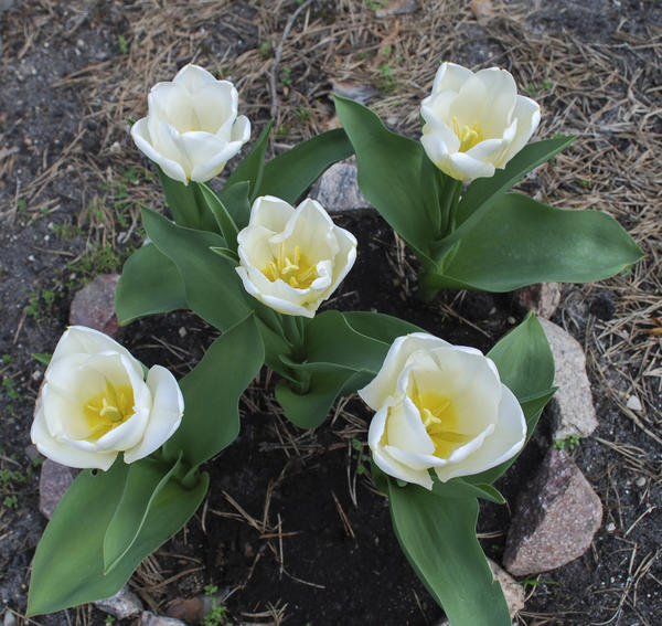 Триумф-тюльпаны в букетной посадке
