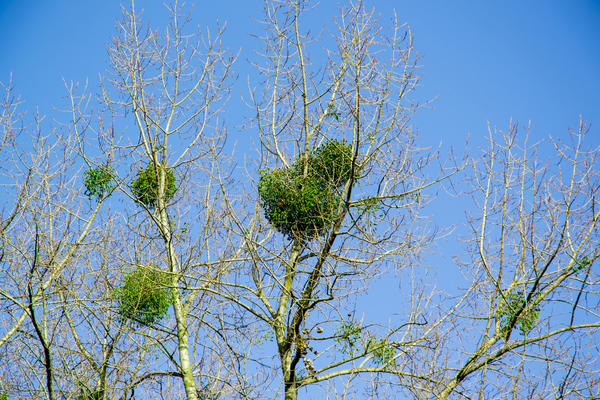 Омела, вечнозелёный паразитирующий на деревьях кустарник