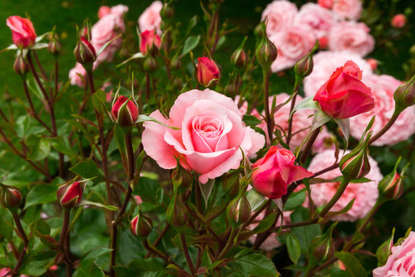 Розы - великолепное украшение для любого сада или цветника