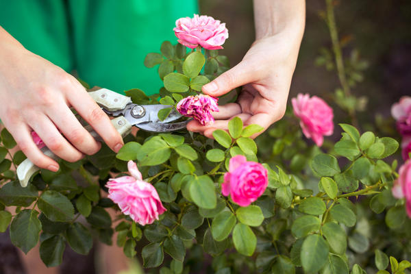 Роза способна полностью подчинить себе жизнь садовода