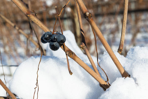 Практически все более-менее интересные сорта винограда требуют укрытия на зиму