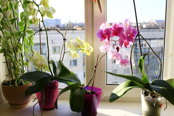 Чтобы орхидеи зацвели, приходится прибегать к разным ухищрениям