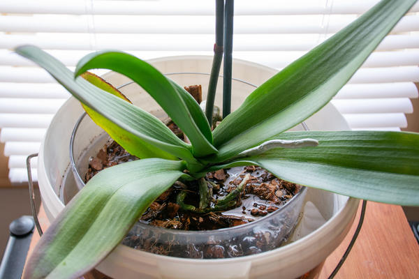 Перед использованием любого вида удобрения корни орхидей я замачиваю в воде комнатной температуры