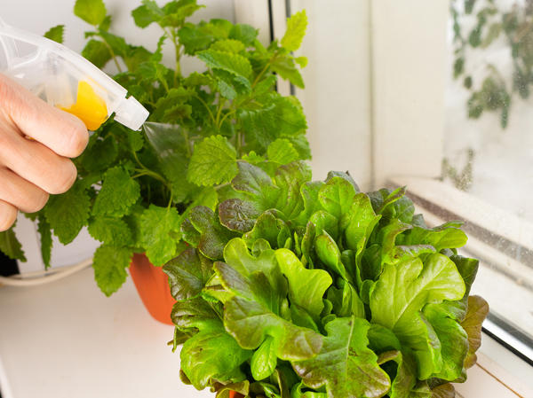 Для выращивания на подоконнике выбирайте листовые салаты
