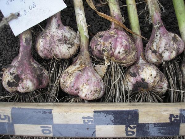 Озимый чеснок. Сорт Грибовский юбилейный. Фото с сайта sibseed.ru