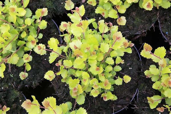 Берёза карликовая сорта &amp;amp;amp;amp;amp;amp;amp;amp;amp;amp;amp;#39;Golden Treasure&amp;amp;amp;amp;amp;amp;amp;amp;amp;amp;amp;#39;. Фото с сайта leendersplants.nl