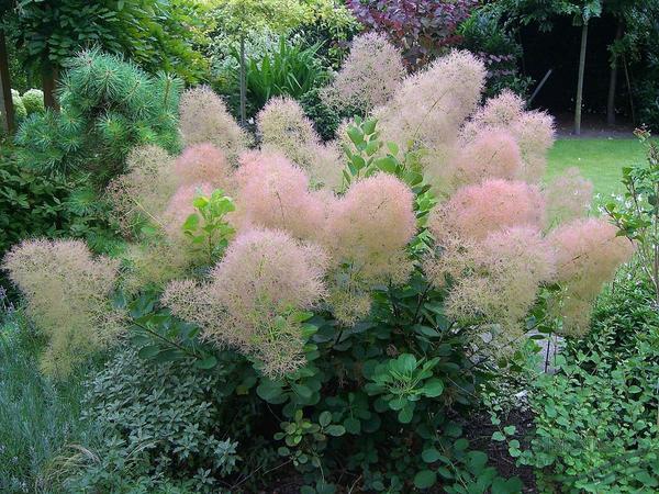 Скумпия кожевенная &amp;amp;amp;amp;amp;amp;amp;amp;amp;amp;amp;amp;amp;amp;#39;Young Lady&amp;amp;amp;amp;amp;amp;amp;amp;amp;amp;amp;amp;amp;amp;#39;. Фото с сайта greengarden31.ru