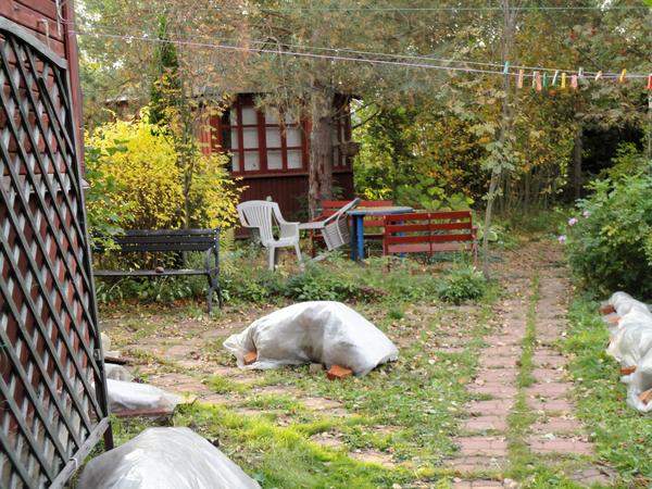 К концу сентября первые розы уже должны быть в укрытии. Фото автора