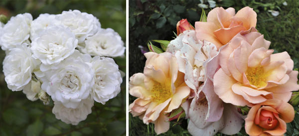 Слева роза Prosperity, справа - Buff Beauty. Фото автора