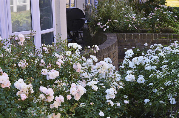 Мускусные розы в палисаднике. Фото автора