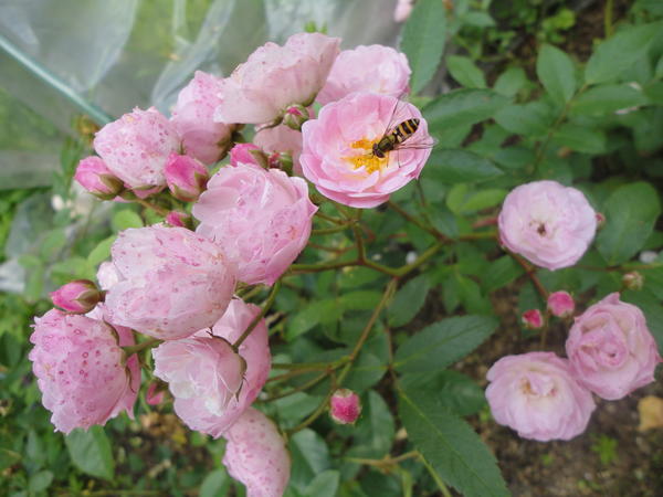Кисть мускусной розы сорта Heavenly Pink. Фото автора