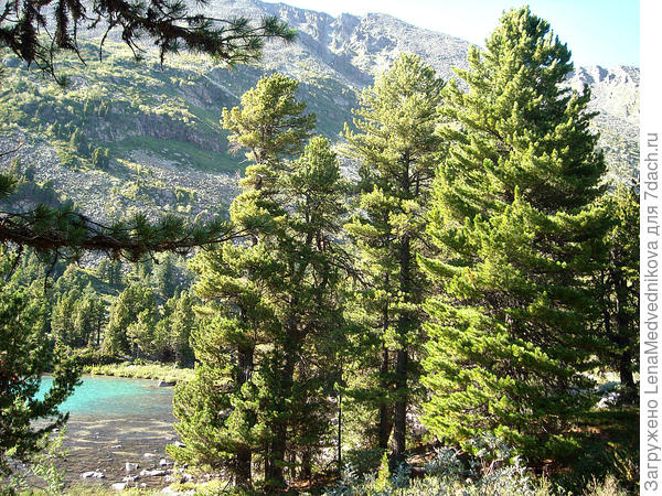 Кедры в Горном Алтае
Фото автора