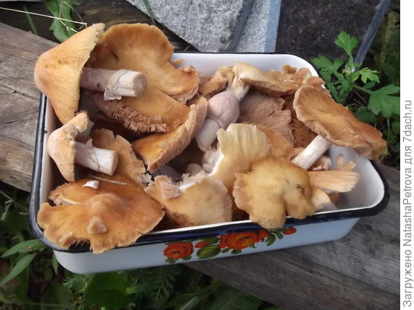 Собранные грибы колпаки
