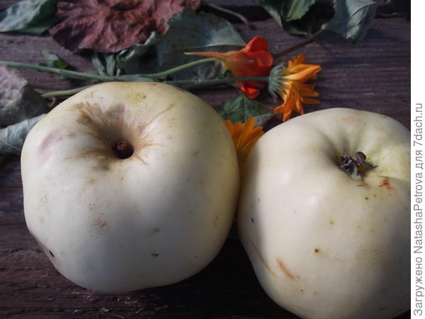 Вид яблок со стороны плодоножки и чашелистиков