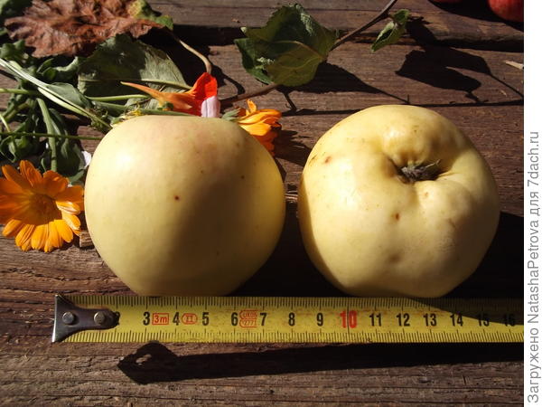 Размер яблок
