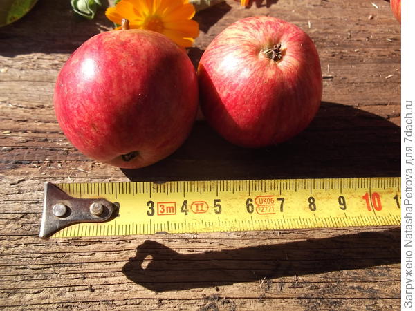Размер яблок