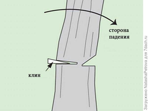 Вставить клин в валочный пропил. Фото с сайта http://leroymerlin.ru/