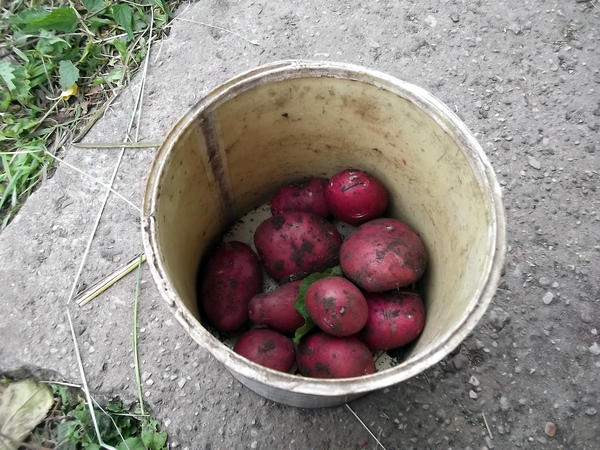 Сорт Каменский