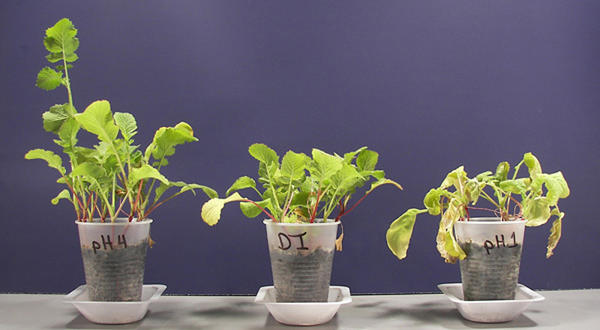 Влияние кислотности на развитие растения. Фото с сайта floragrowing.com
