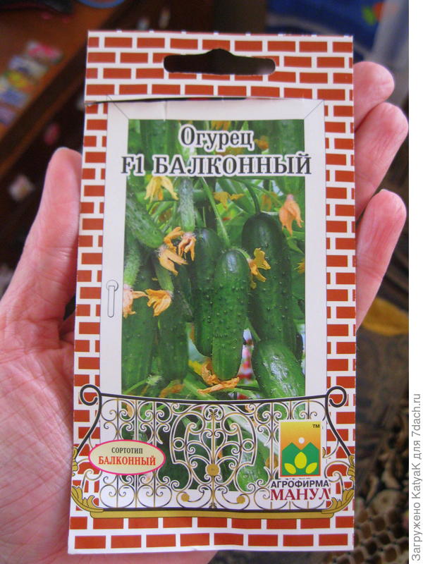 огурец балконный