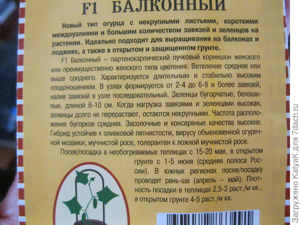 огурец балконный