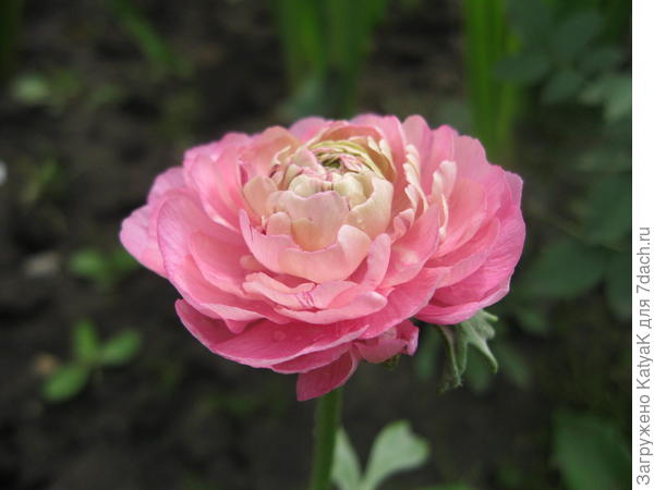 ранункулюс