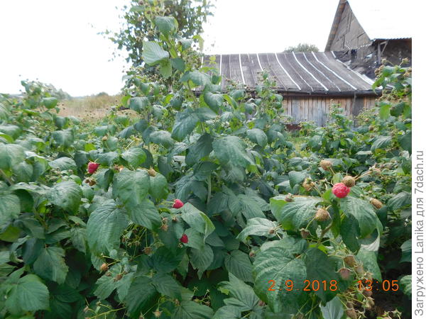 Сплошные заросли...