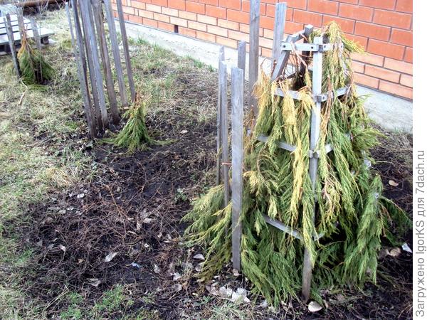 Зимнее укрытие для магнолии Лебнера
