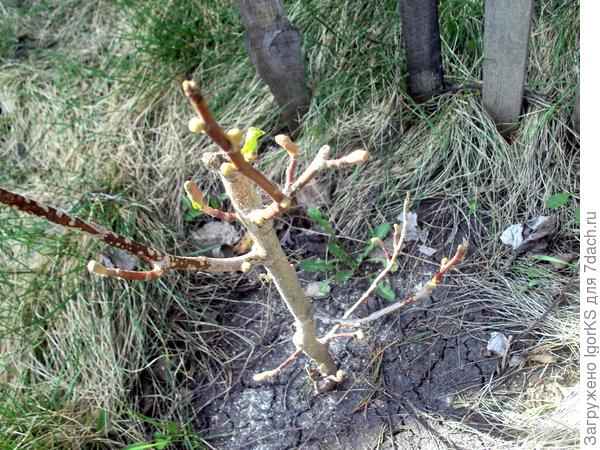 На магнолии Кобус можно удалить засохшую ветку