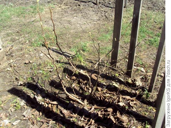 Рейки защищают приствольный круг в затяжную жаркую погоду