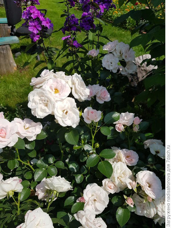 Aspirin rose
