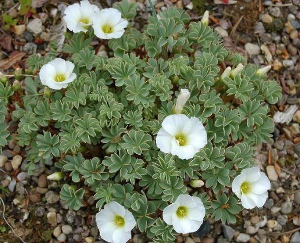 Oxalis Sheffield Swan. Фото с сайта zakustom.com