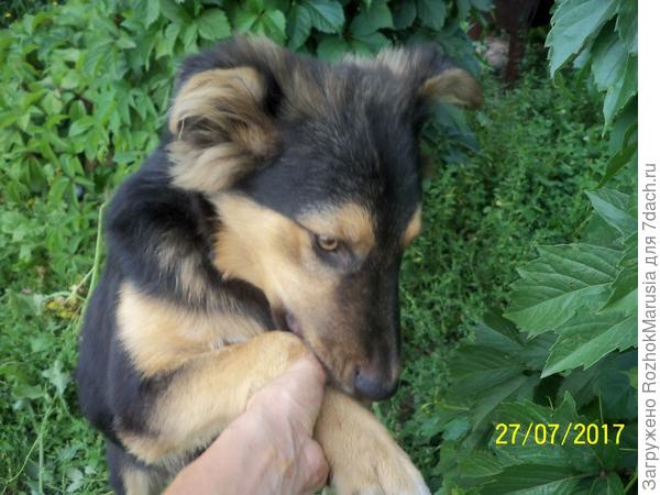 Какой прилежный пёсик