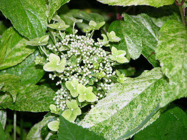 Сорт Shikoku Flash (Фото с сайта gardenplant-is.ru)