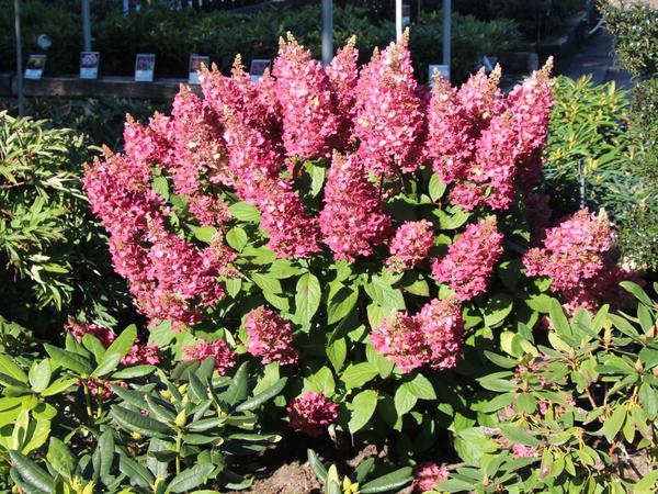 Сорт Pinky Winky (Фото с сайта baumschule-horstmann.de)