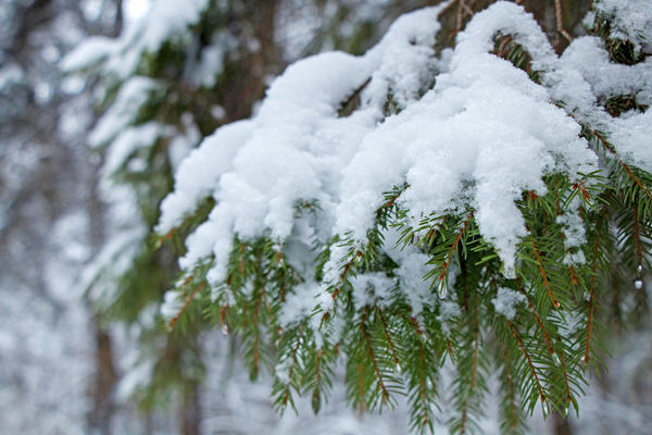 На зиму ветви хвойных растений с раскидистой кроной несильно связывают бечевкой. Накопленный на ветвях снег следует регулярно стряхивать