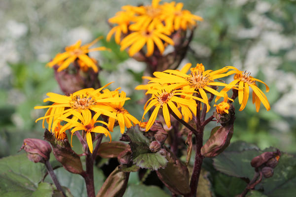 Желто-оранжевые цветки бузульника привлекательны для пчел