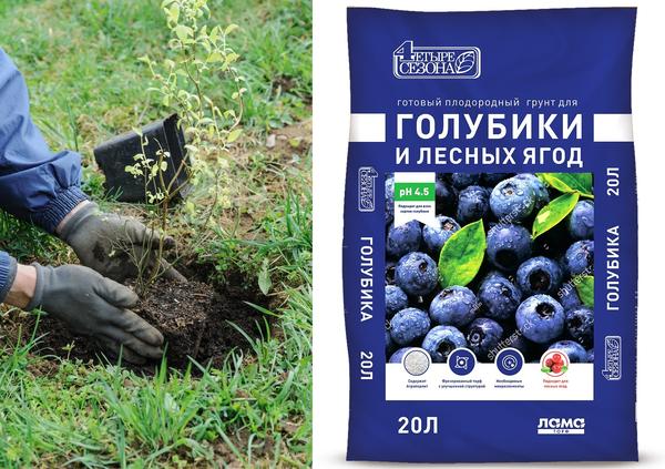 Для посадки голубики нужен специальный субстрат
