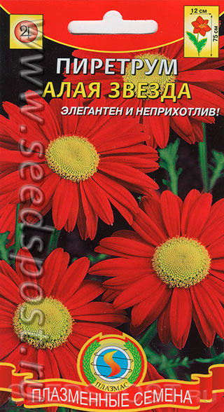 Пиретрум